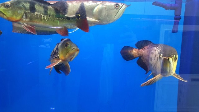 觀賞魚(yú) 水族箱