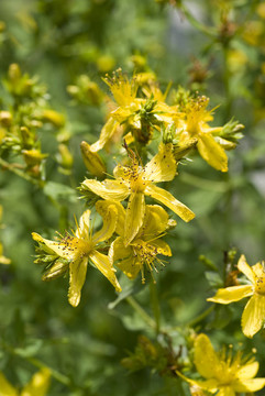 圣John s Wort