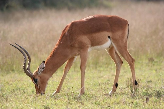 黑斑羚羊grasing