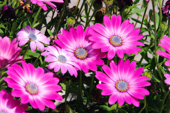 Osteospermum 01
