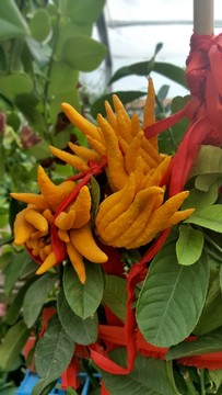 花卉 鮮花 佛掌
