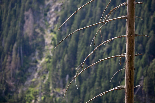 在高山森林的死樹