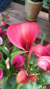 花卉 鮮花