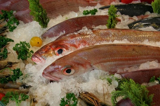 新鮮的魚顯示