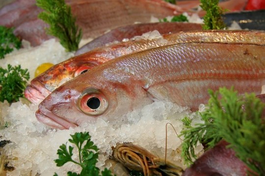 新鮮的魚顯示