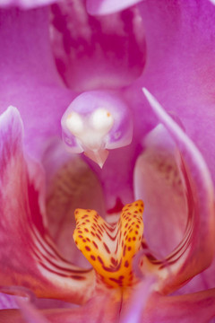 蘭花