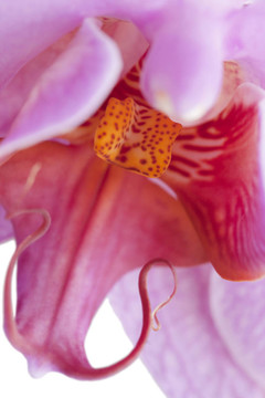 蘭花