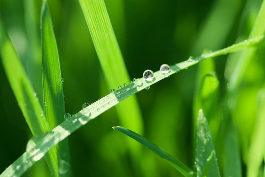 青草之水