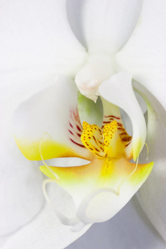蘭花