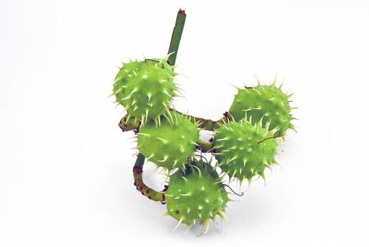 綠色的栗子