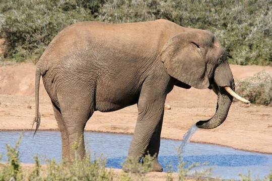 非洲大象在Waterhole