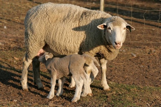 羊羊和Ewe