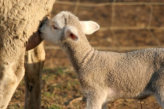 羊羊和Ewe