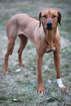 羅得西亞脊背犬