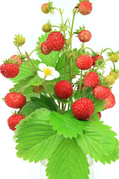 野草莓