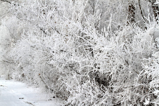 霧凇 冬天 雪景 玉樹(shù)瓊枝