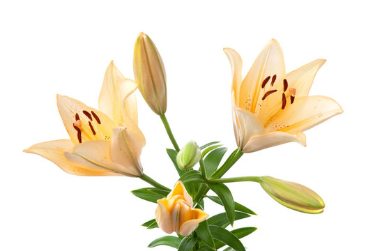 黃色的百合花