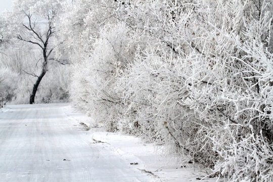 霧凇 冬天 雪景 玉樹瓊枝