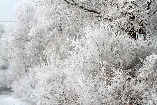 霧凇 冬天 雪景 玉樹瓊枝 冰