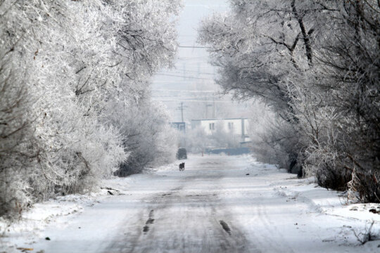 霧凇 冬天 雪景