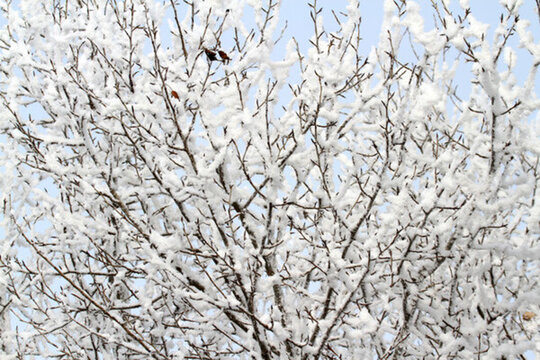霧凇 冬天 雪景 玉樹瓊枝