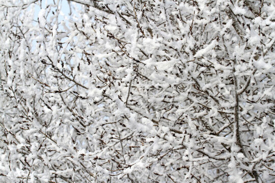 霧凇 冬天 雪景 玉樹瓊枝