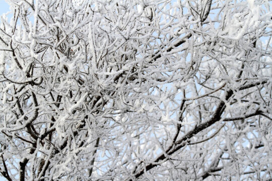 霧凇 冬天 雪景