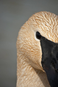 Trumpeter Swan Close