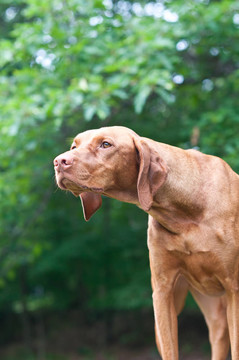 凝視維茲拉獵犬的狗