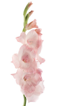 唐菖蒲