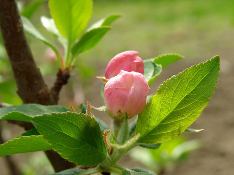 蘋果樹芽
