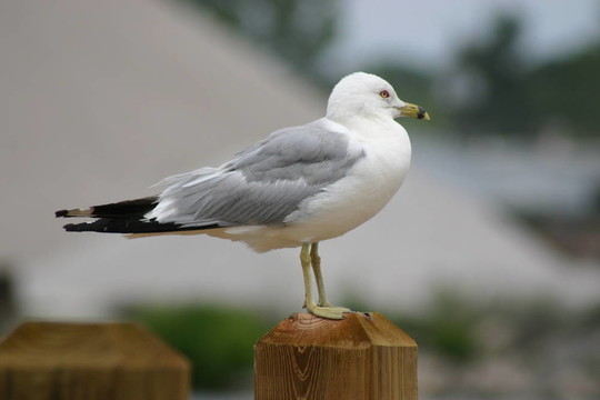 環(huán)嘴鷗