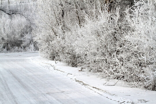 霧凇 冬天 雪景 玉樹瓊枝