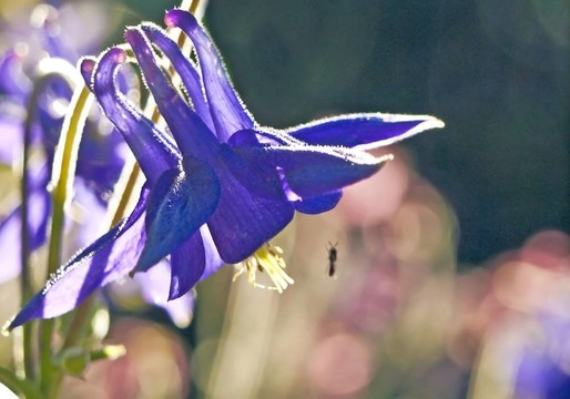 花耬斗菜