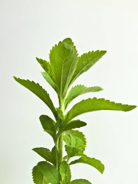 甜葉菊