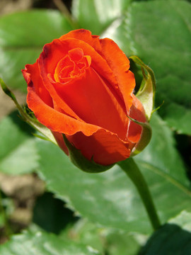 玫瑰花蕾