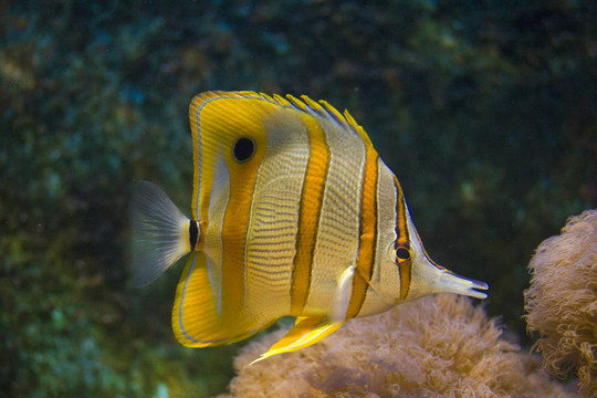 黃色的魚