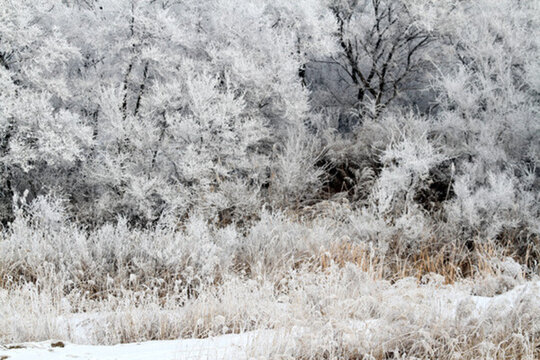 霧凇 冬天 雪景 玉樹瓊枝