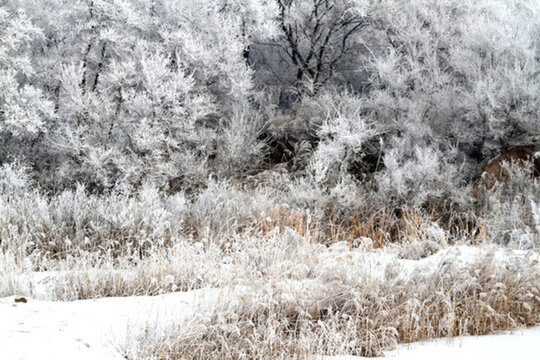 霧凇 冬天 雪景 玉樹瓊枝