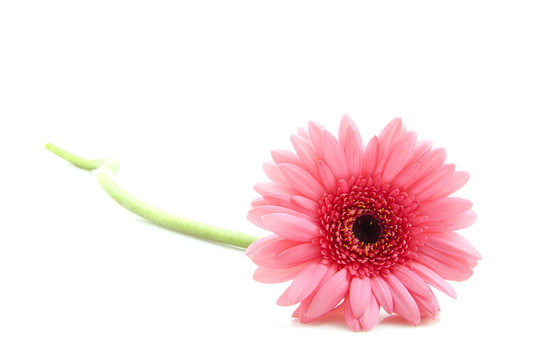 粉色非洲菊