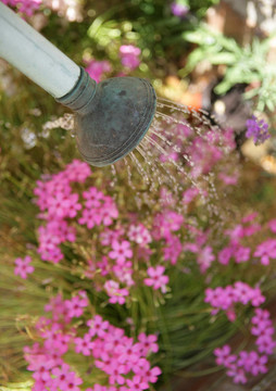 給花澆水