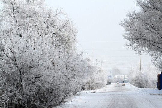 霧凇 冬天 雪景 玉樹瓊枝 冰