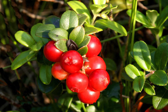 山蔓越莓果