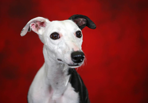 惠比特犬的頭部開(kāi)槍