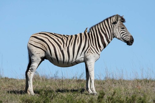 斑馬和Oxpecker