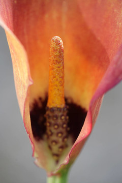 紅百合