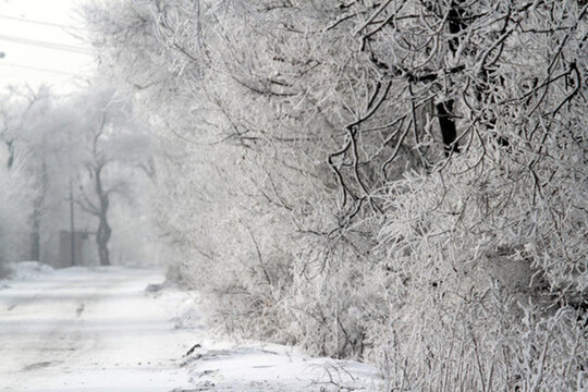 霧凇 冬天 雪景 玉樹瓊枝 冰