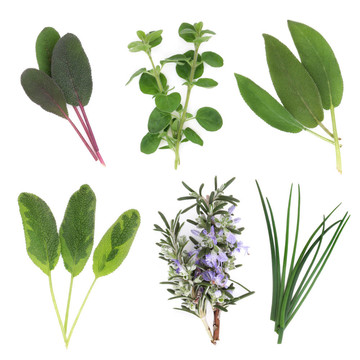 草本植物，葉的選擇