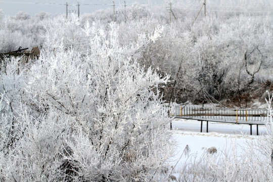 霧凇 冬天 雪景 玉樹瓊枝