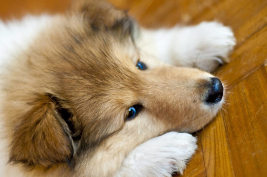 小狗的牧羊犬
